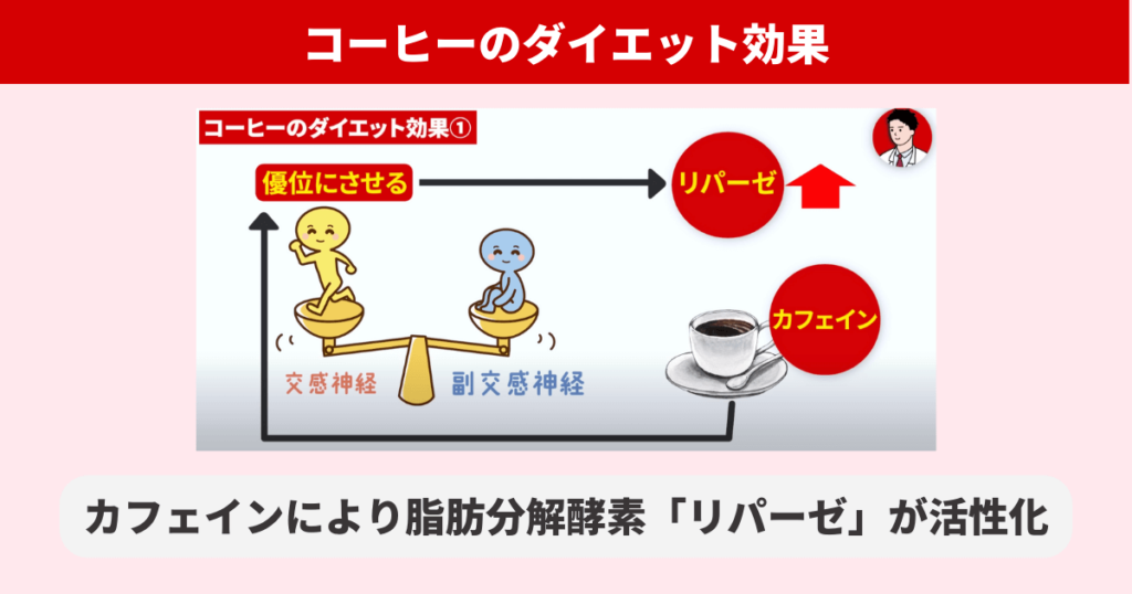 コーヒーを飲むことで、カフェインにより脂肪分解酵素「リパーゼ」が活性化することでダイエット効果が期待できます。