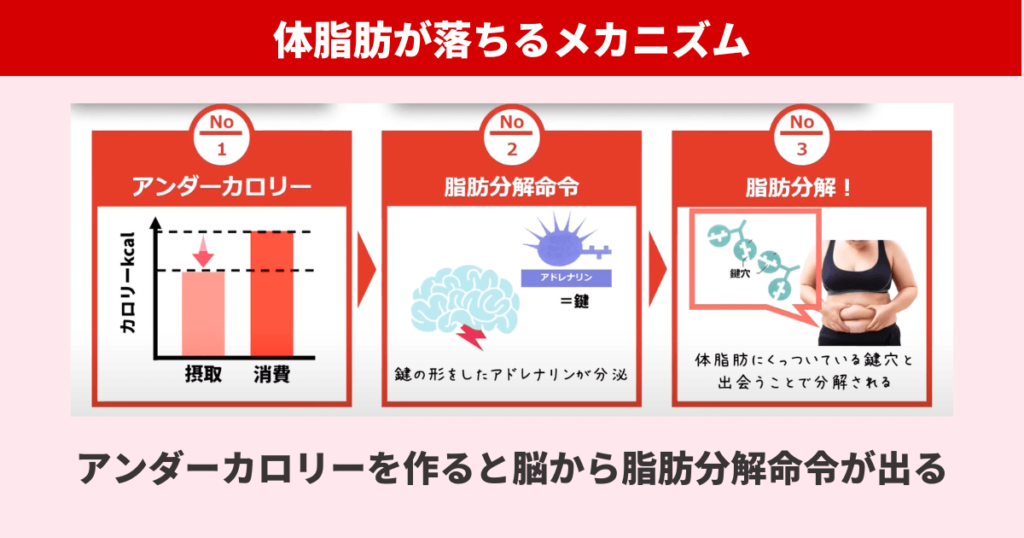 体脂肪が分解されるには、アンダーカロリーを作ることで脳から脂肪分解命令が出され、脂肪にくっついている鍵穴と出会う必要があります。