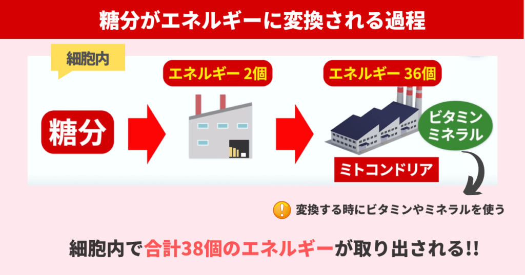 ミトコンドリアが糖分をエネルギーに変換しており、変換時にビタミンやミネラルを消費します。