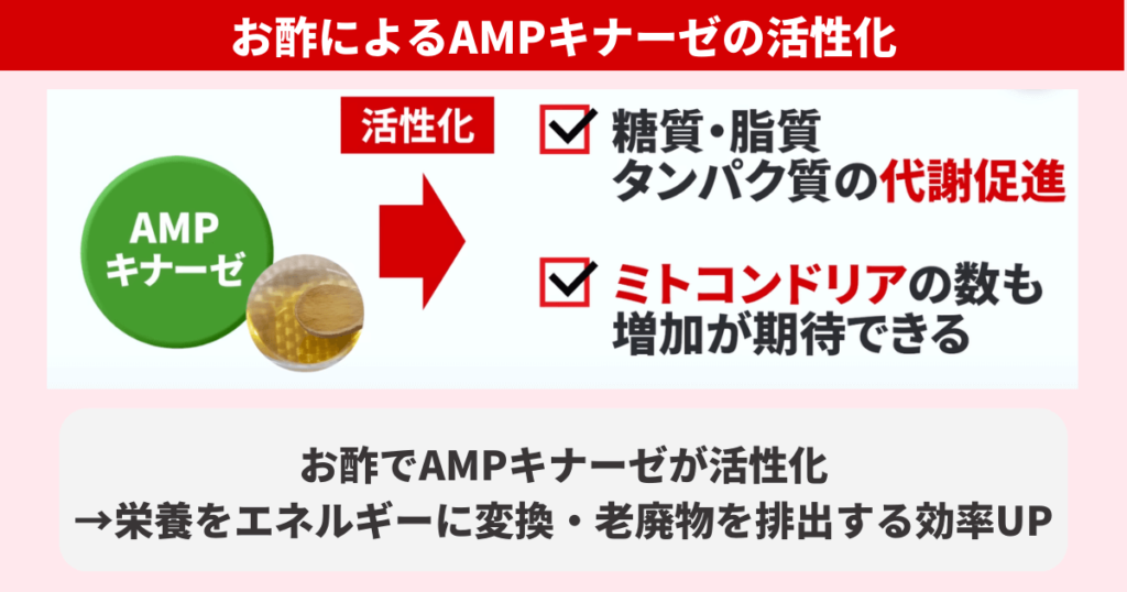 お酢によってAMPキナーゼが活性化すると、栄養をエネルギーに変換したり老廃物を排出したりする効率がUPします。