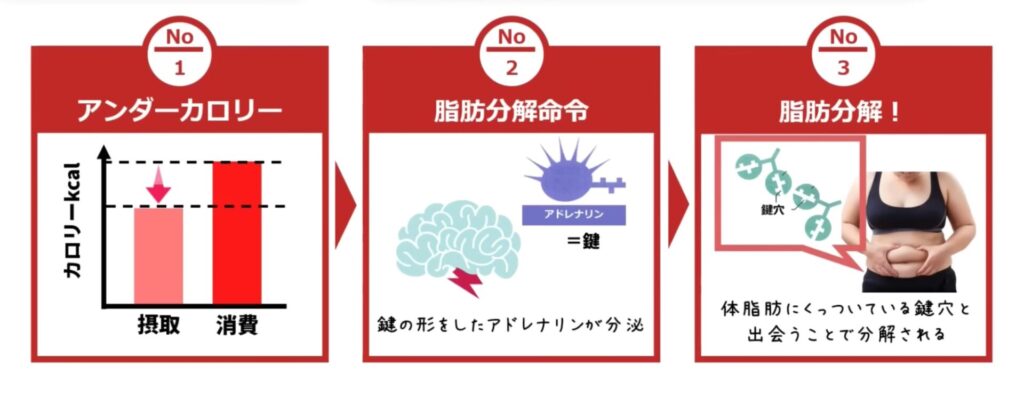 アンダーカロリーの状態を作ると鍵の形をしたアドレナリンが分泌されます。体脂肪にくっついている鍵穴と出会うことで体脂肪が分解されます。