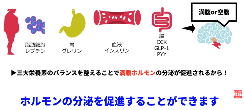 三大栄養素を摂ることで分泌される満腹ホルモンを示しています。脂肪細胞からはレプチン、胃からはグレリン、血液からはインスリン、腸からはCCK・GLP-1・PYYが分泌されています。