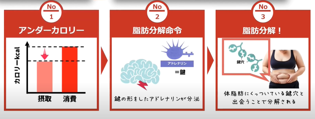 アンダーカロリーの状態を作ると鍵の形をしたアドレナリンが分泌されます。体脂肪にくっついている鍵穴と出会うことで体脂肪が分解されます。