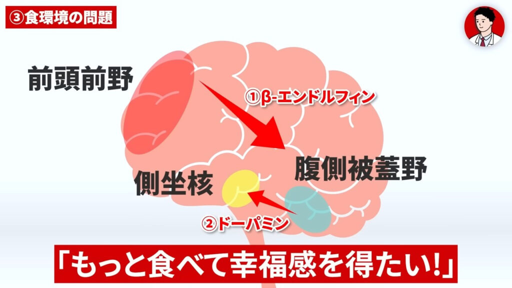 食環境が乱れると、脳内のホルモンが作用することにより嗜好性の食欲が刺激されます。