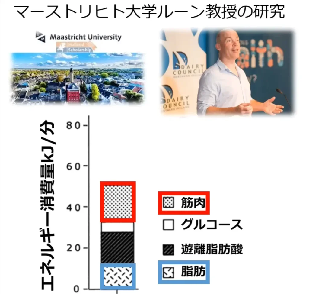 マーストリヒト大学のルーン教授の研究によると、有酸素運動では筋肉の分解が優先されることがあきらかになっています。