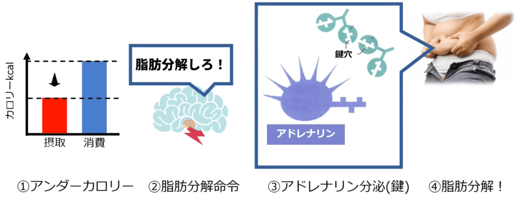 脂肪が落ちる仕組みは、アンダーカロリーを作ることが起点になっている。