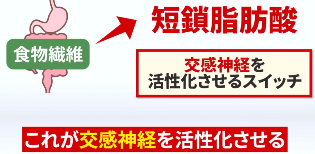 食物繊維を摂取することで短鎖脂肪酸が増加し交感神経が活性化します。