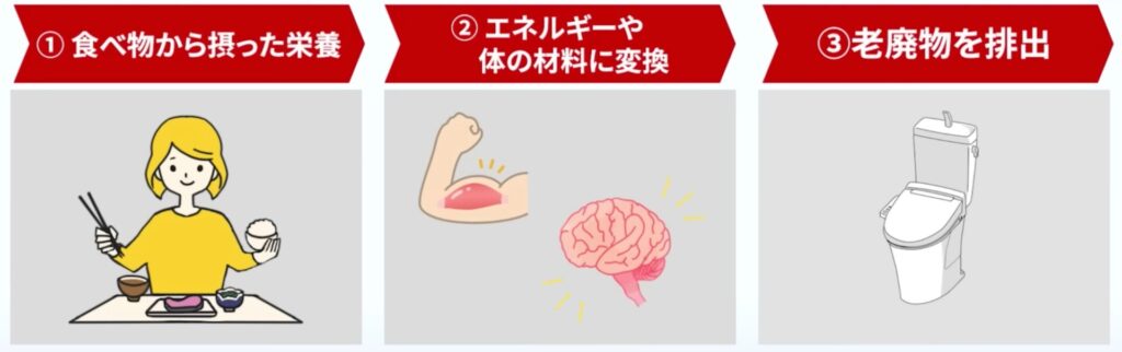 代謝の流れは、食べものから摂取した栄養がエネルギーや体の材料に変換されて老廃物を排出するまでの流れを指します。