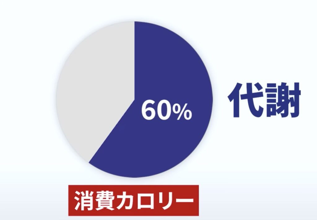 消費カロリーのうち60％を代謝が占めています。