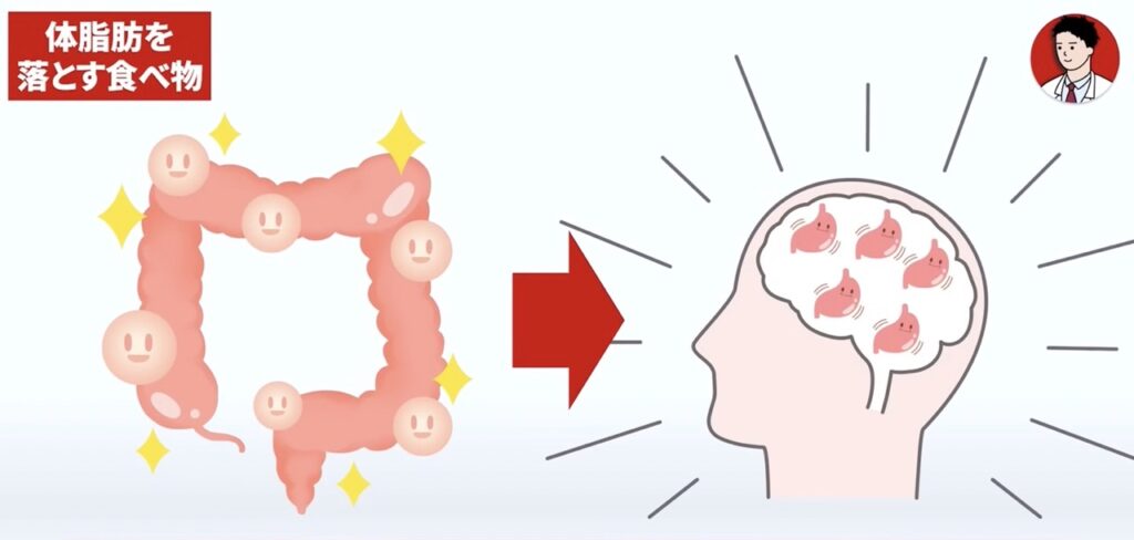 短鎖脂肪酸は脳に満腹信号を伝えてくれます。