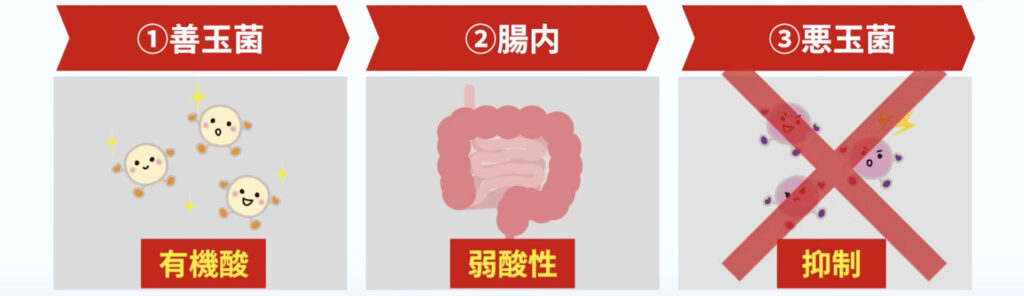 善玉菌の効果により腸内が弱酸性に保たれて、悪玉菌の増殖を抑制してくれます。